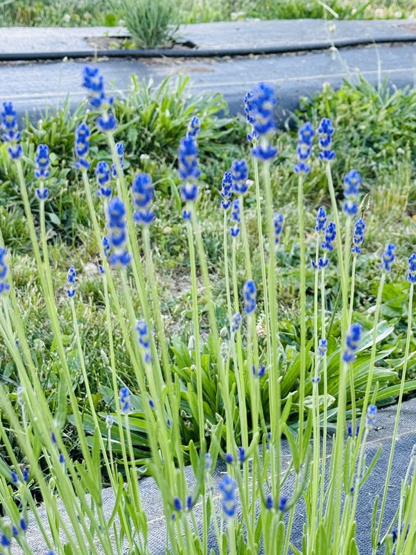 annual lavender festivals