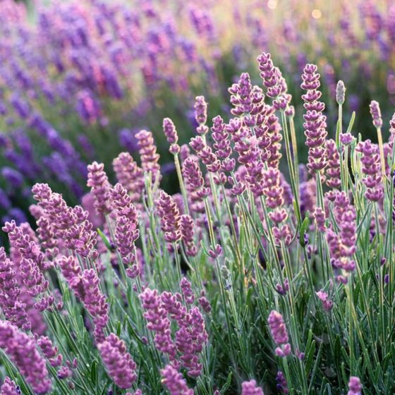 discover lush lavender farm