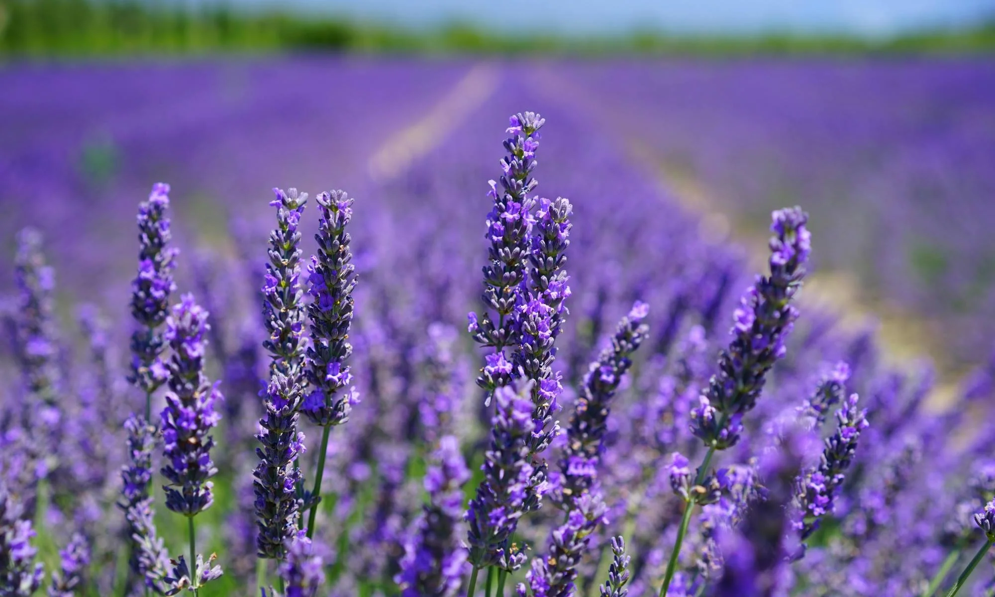 Lush Lavender Farm