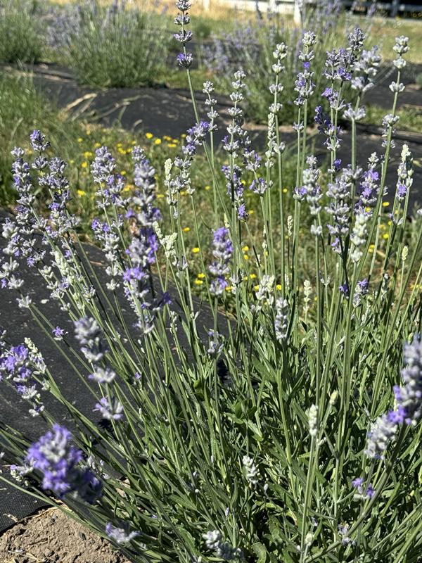 Cultivars at Lush Lavender Farm