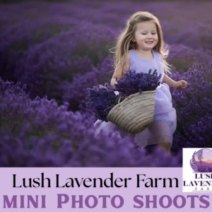 Lavender Festival Mini Photo Shoots