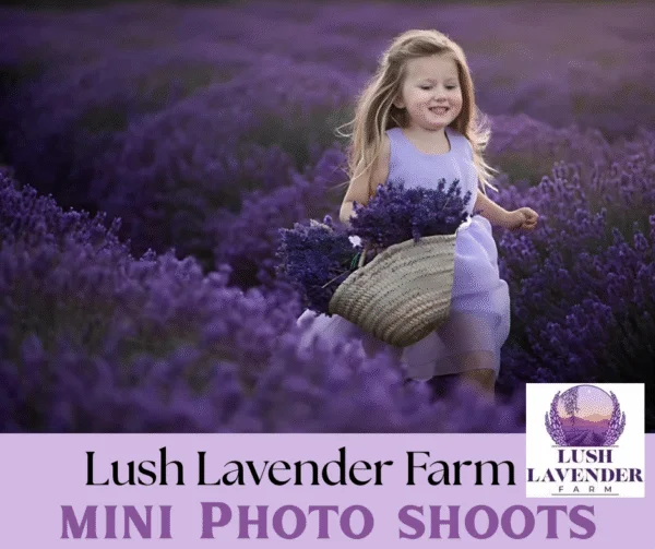 Lavender Festival Mini Photo Shoots